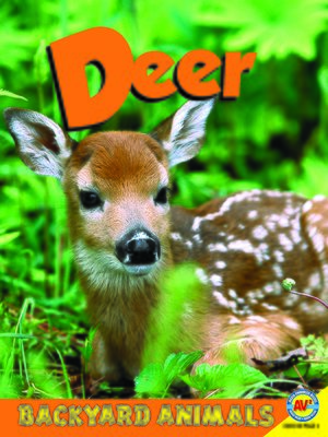 cover image of Deer